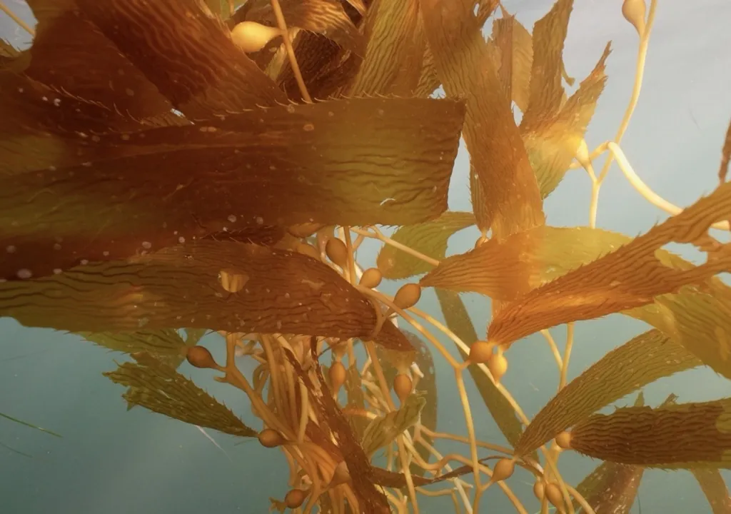 Posidonia, the lung of the Mediterranean — ISDIN
